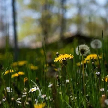 別荘 Villaggio Anemone - Castagno *