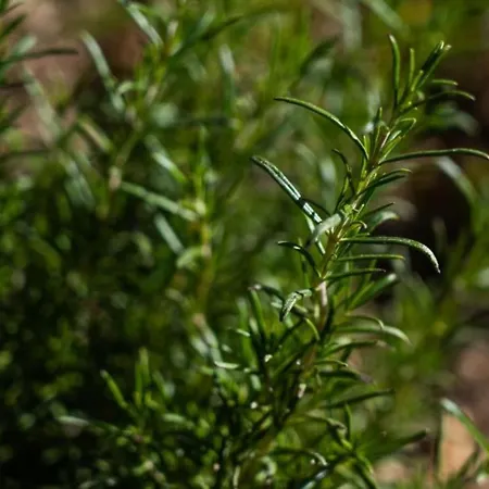 別荘 Villaggio Anemone - Castagno