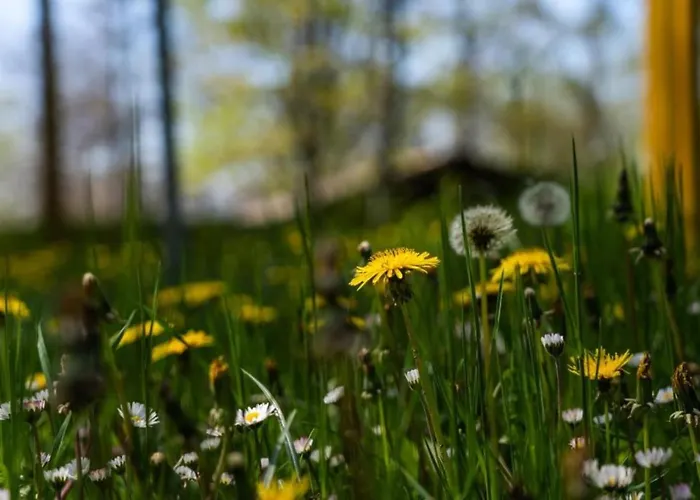 別荘 Villaggio Anemone - Castagno *