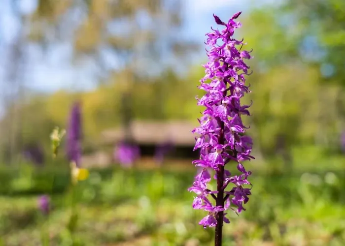 Villaggio Anemone - Castagno Capanne di Sillano