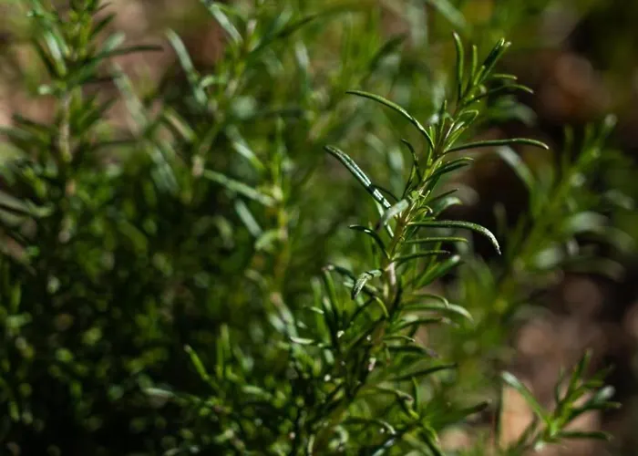 別荘 Villaggio Anemone - Castagno